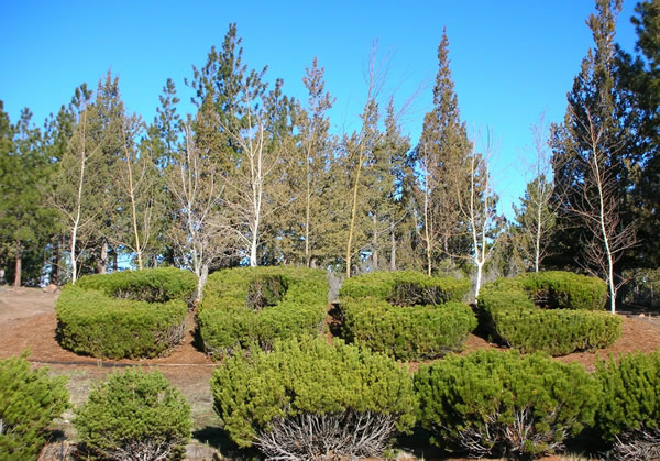 Topiary