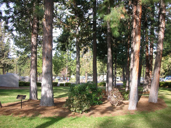 Rhododendron Garden