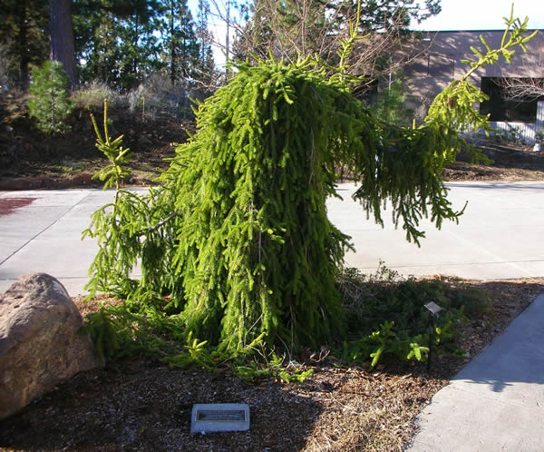 Weeping Norway Spruce