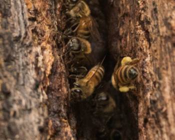 Bee Nesting