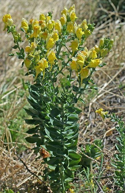 Toadflax