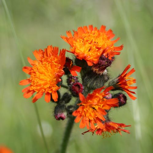 Hawkweed