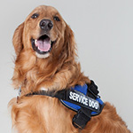 Public Domain photo of a service dog