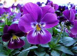 Purple Flowers