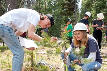 Students examining trees in forest