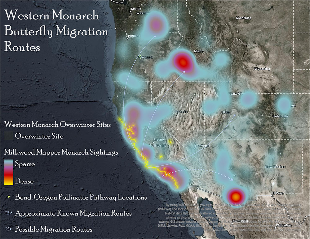 Monarch Migration Large View