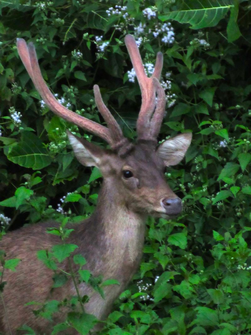 Red Deer