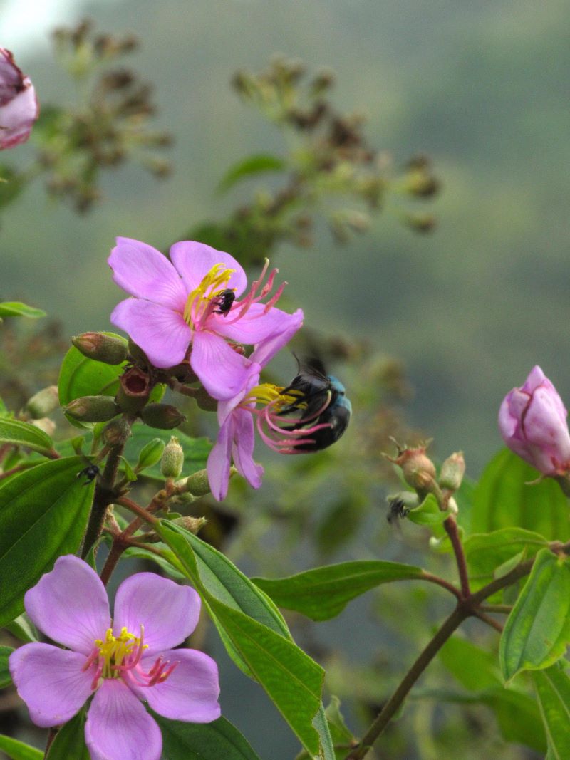 Flowers and Insect