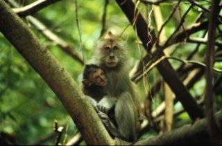 Mother and Baby Monkey