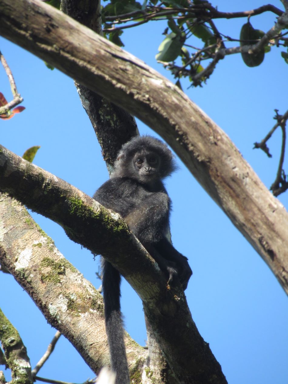 Javan Langurs