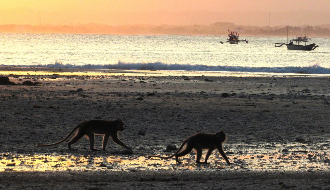 Two Macaques on Beach