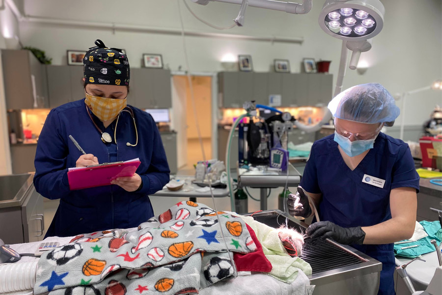 COCC Vet Tech students operating on live patient